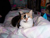 Our cat Molly