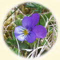 portyPatsy logo